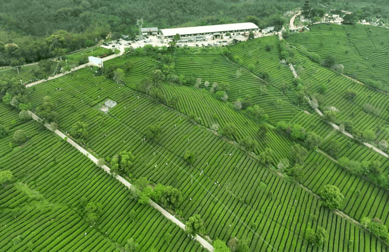 “英德紅茶”品牌價(jià)值51.78億元，首登全國(guó)紅茶榜首:紅茶